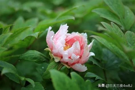 要風得風 要雨得雨